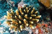 Acropora listeri Acropore grain de riz scle-Maldives Mahibadoo Rock-7m-20240424-da-DSC_6641_tn